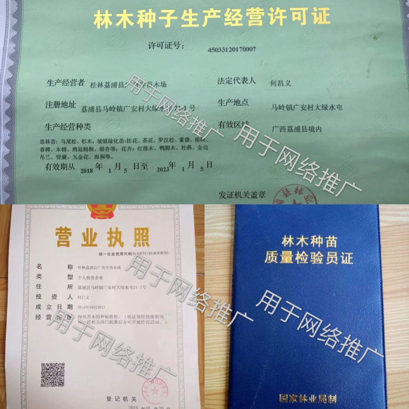 优质大叶枳头沃柑苗(大叶沃柑)质量良好，量大可开正式发票