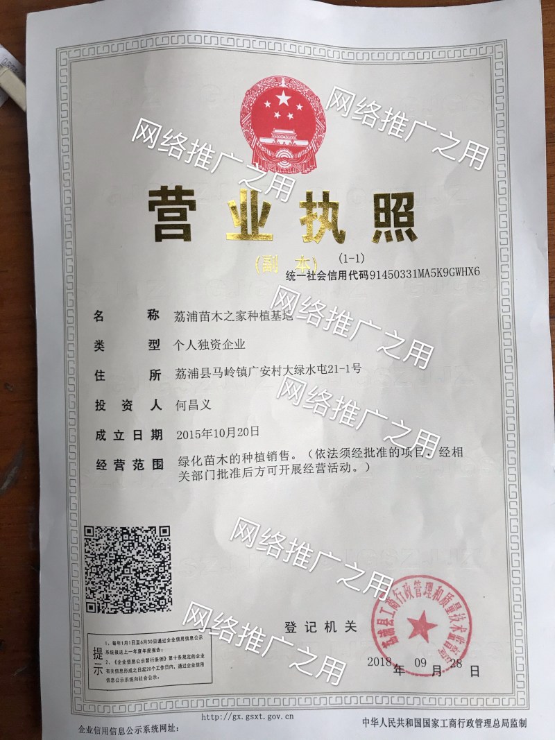 优质大叶枳头沃柑苗(大叶沃柑)质量良好，量大可开正式发票