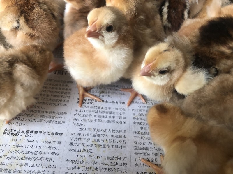 土鸡苗文昌鸡苗孵化厂直供包疫苗全国底价保证品质