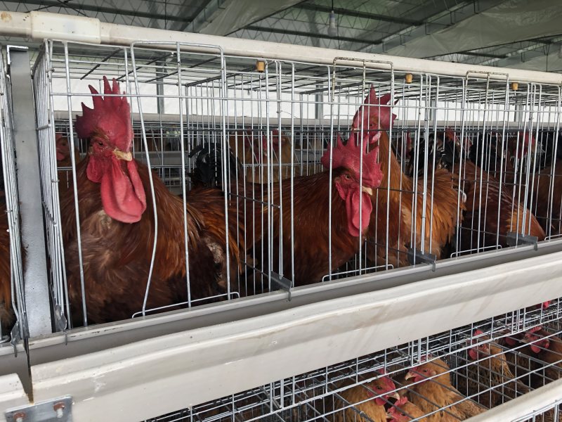 土鸡苗文昌鸡苗孵化厂直供包疫苗全国底价保证品质