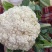 精品菜花，代发全国各地，对接全国市场及商超产地直发