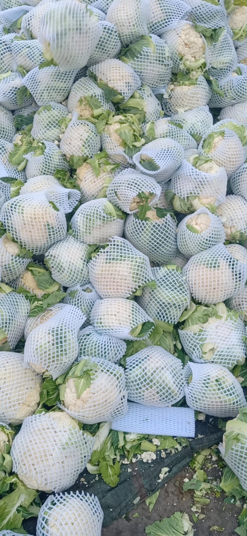 精品菜花，代发全国各地，对接全国市场及商超产地直发