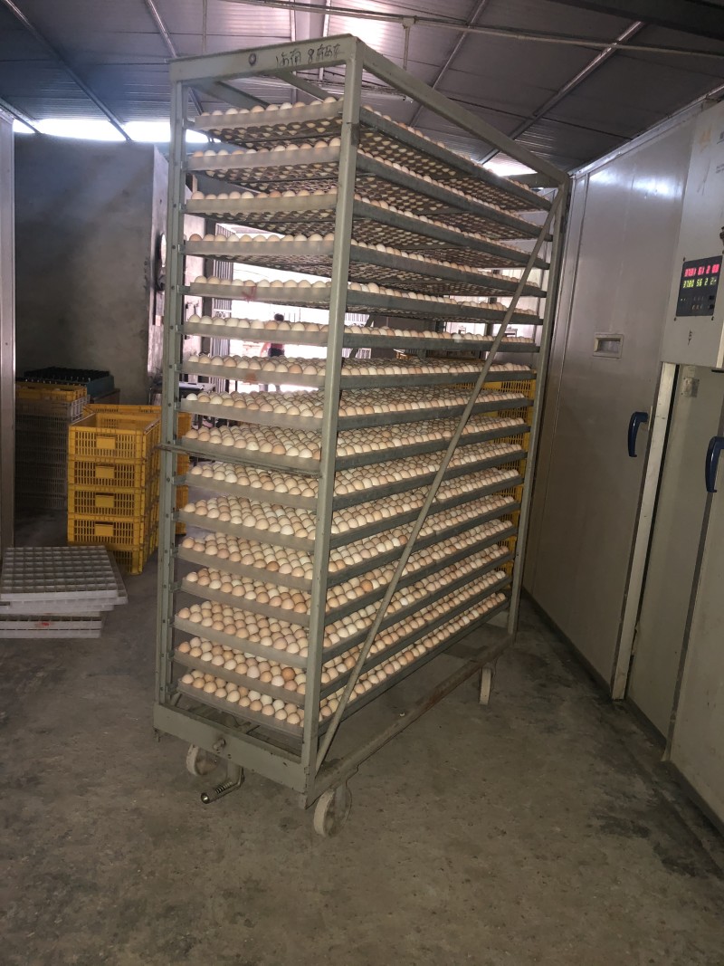 土鸡苗正宗文昌鸡苗包打疫苗包路损全国底价品质保证