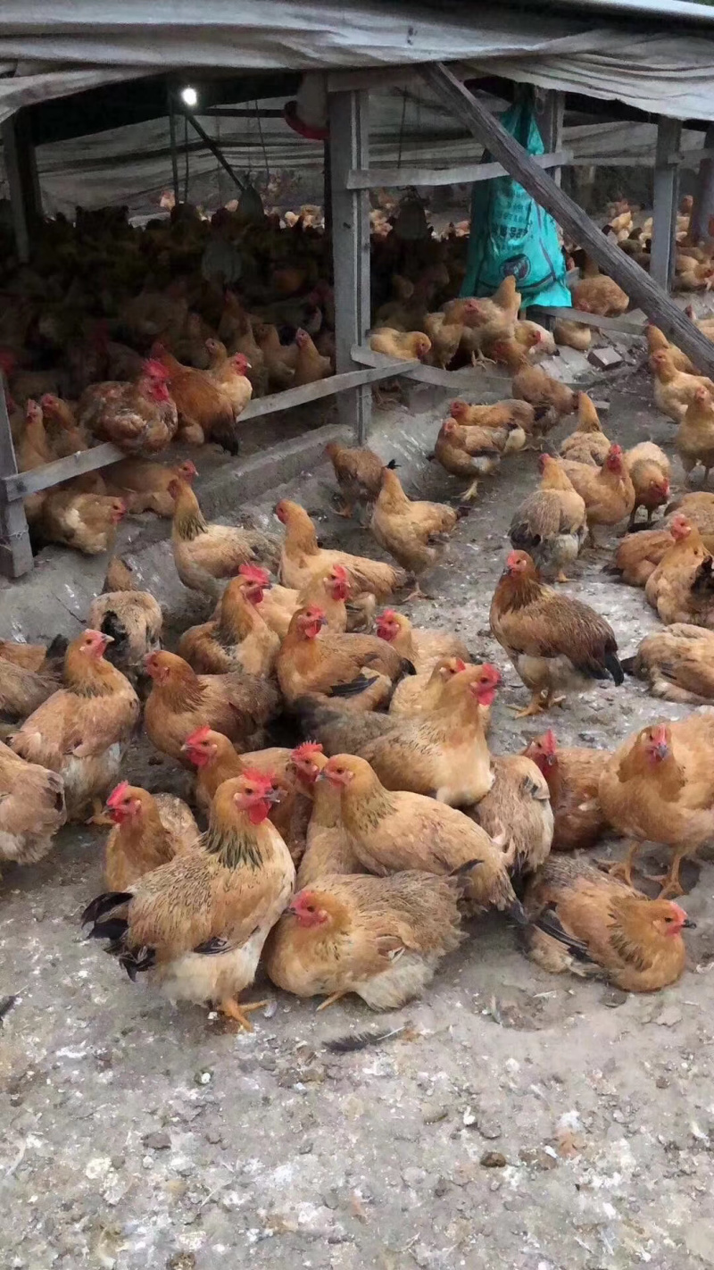 正宗文昌鸡苗，出壳接种马立克，孵化厂直供母苗全国底价