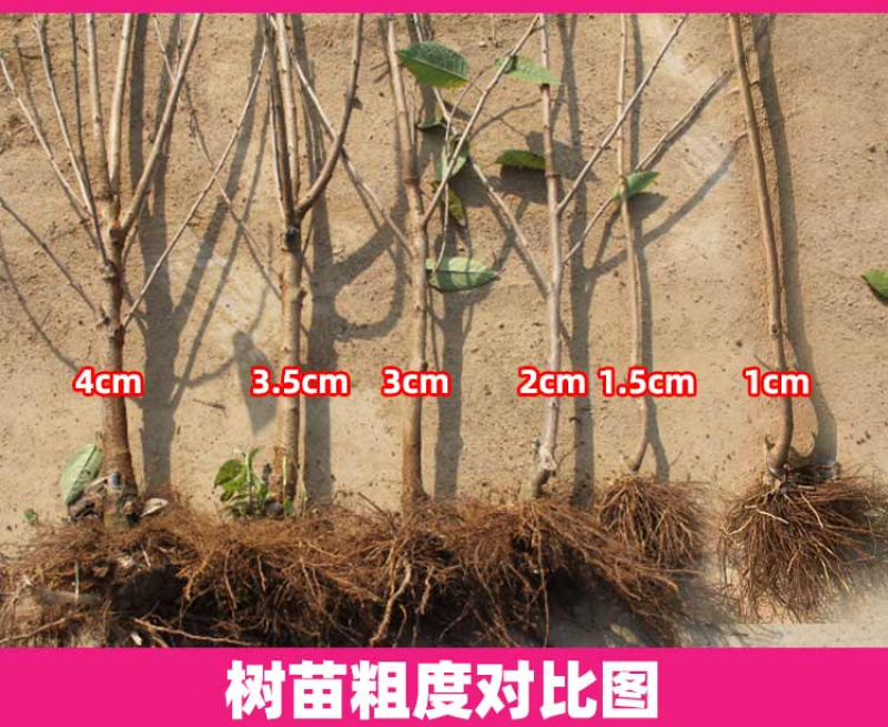 辽宁大樱桃苗美早、车厘子樱桃树苗规格齐全
