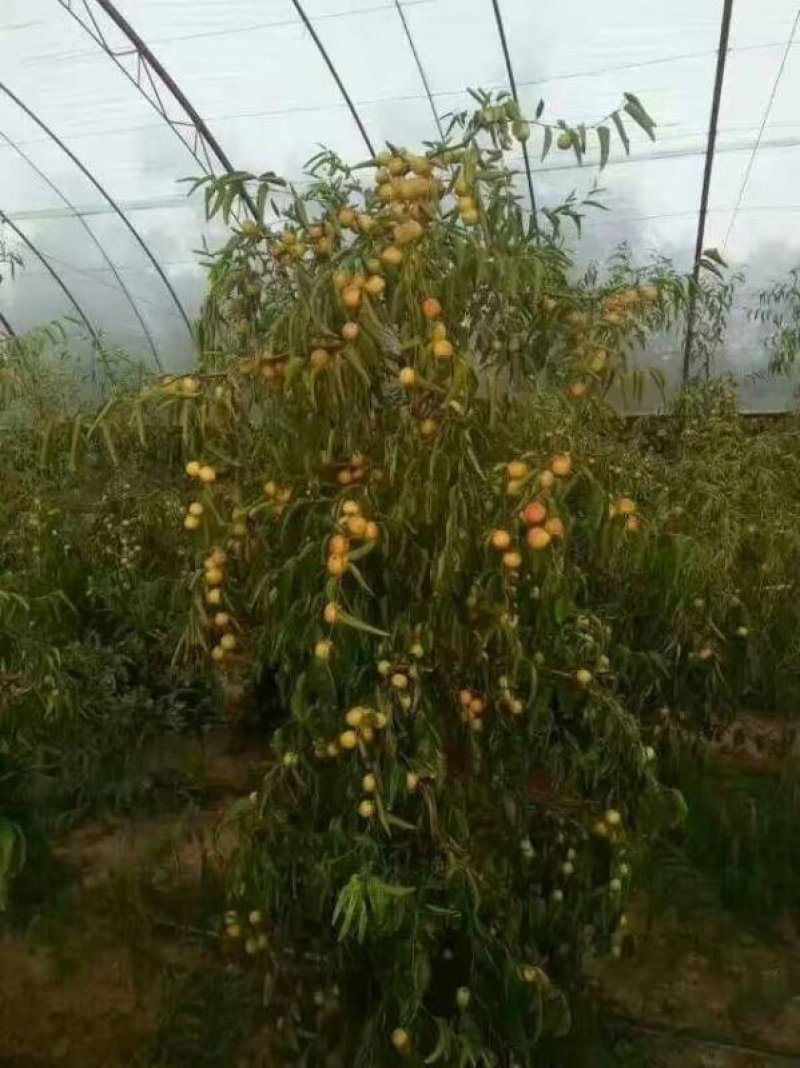 山东枣树苗小枣苗冬枣苗基地现挖易成活枣树苗