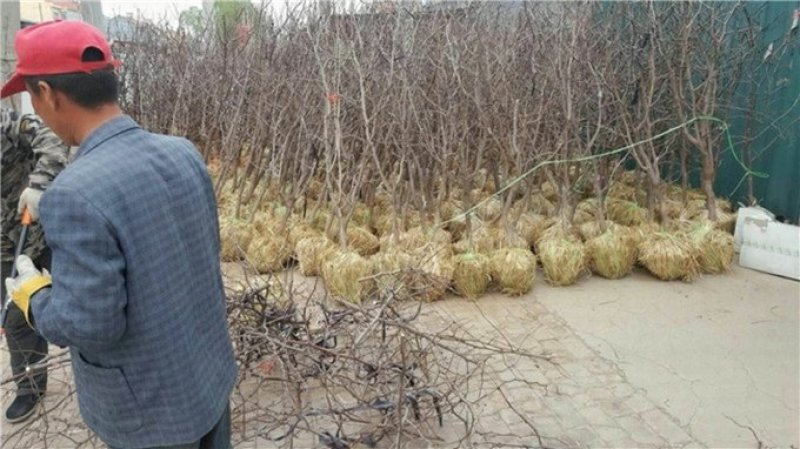 山东枣树苗小枣苗冬枣苗基地现挖易成活枣树苗