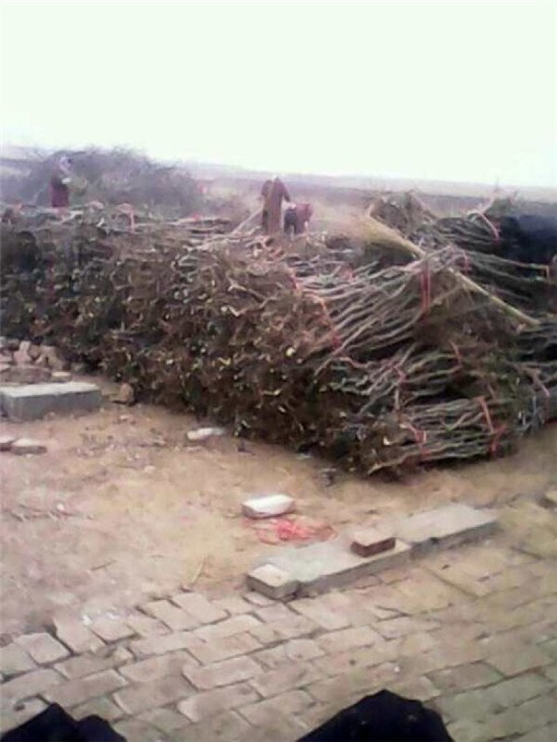 山东枣树苗小枣苗冬枣苗基地现挖易成活枣树苗
