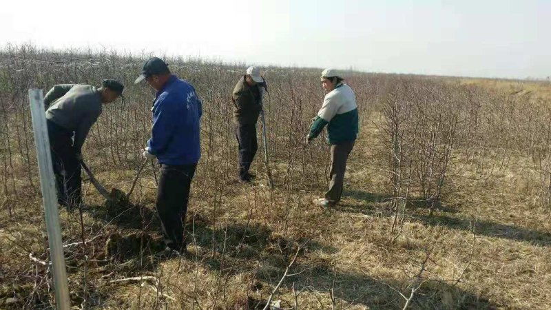 山东枣树苗小枣苗冬枣苗基地现挖易成活枣树苗