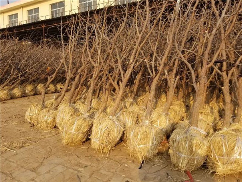 山东枣树苗小枣苗冬枣苗基地现挖易成活枣树苗