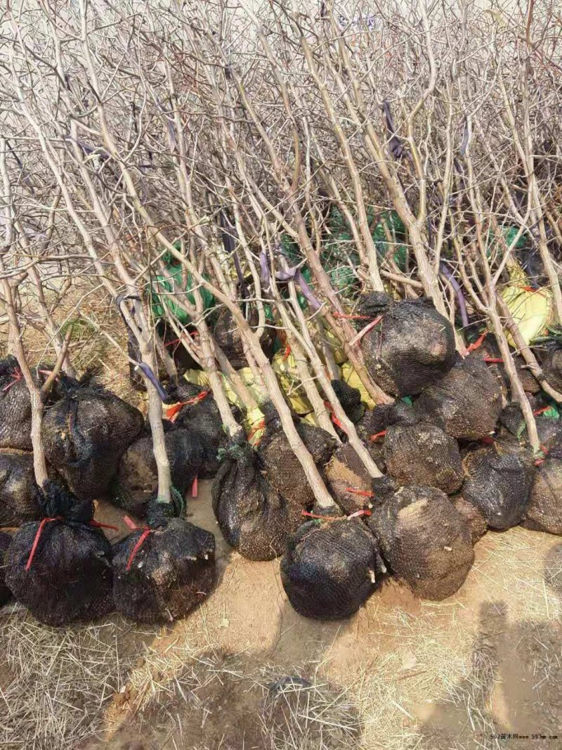 山东枣树苗小枣苗冬枣苗基地现挖易成活枣树苗