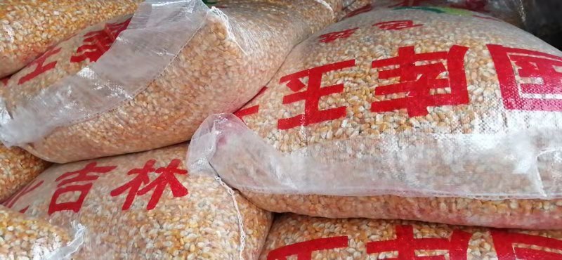 常期供应河南周口黄金玉米