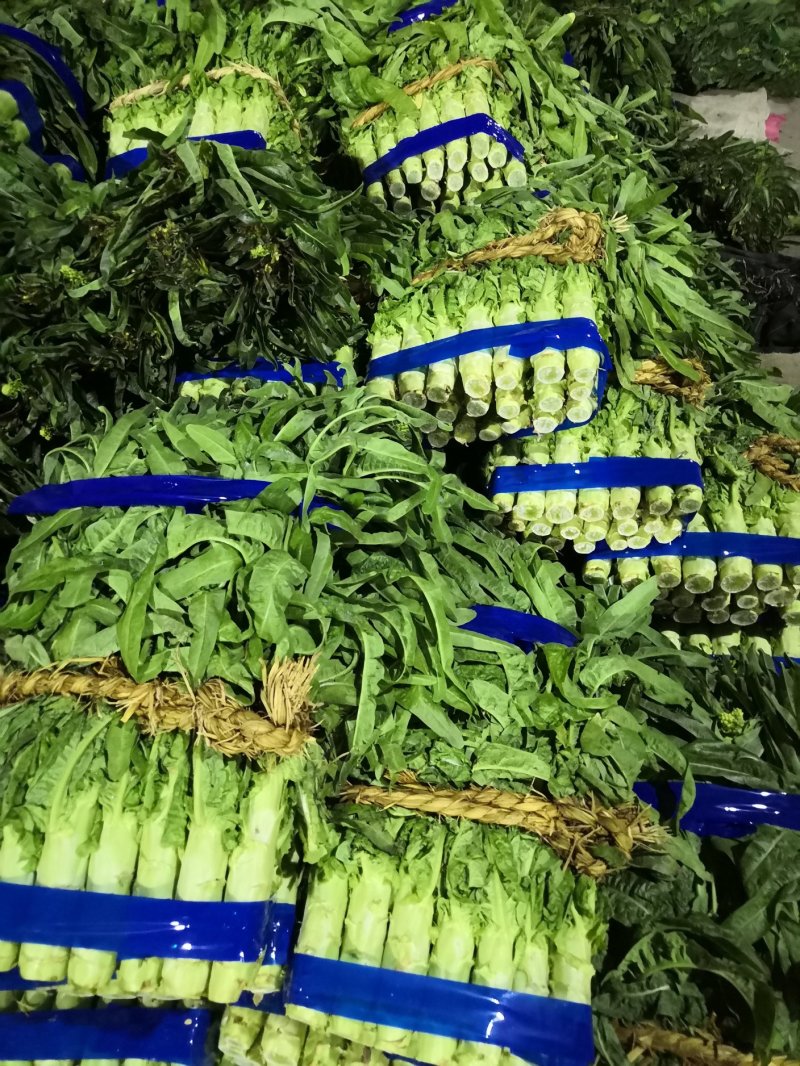 【一手货源】兰陵优质莴笋大量上市，万亩基地发货一条龙服务