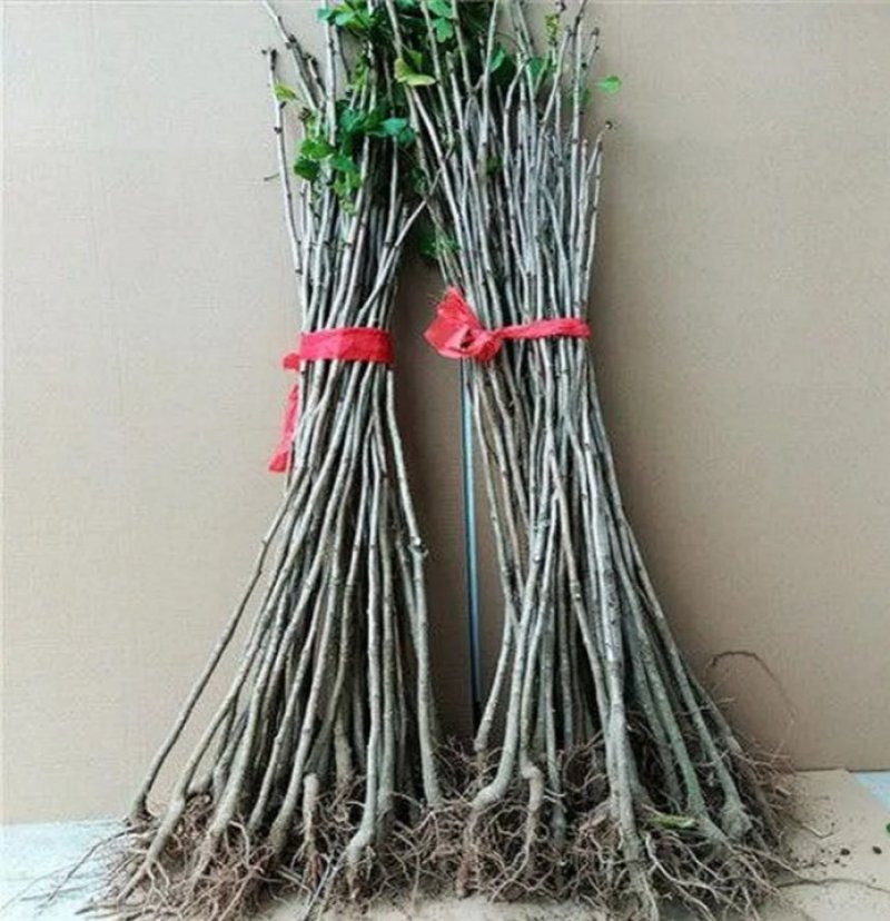 银杏苗出售各种规格量大优惠