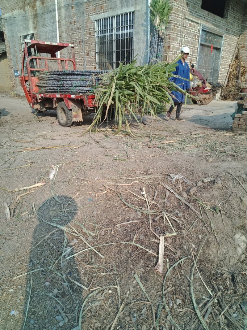 本地特产黑皮甘庶