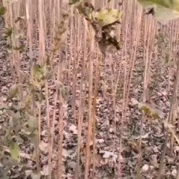 速生杨107，保证现挖苗，各种规格，可根据客户要求选择