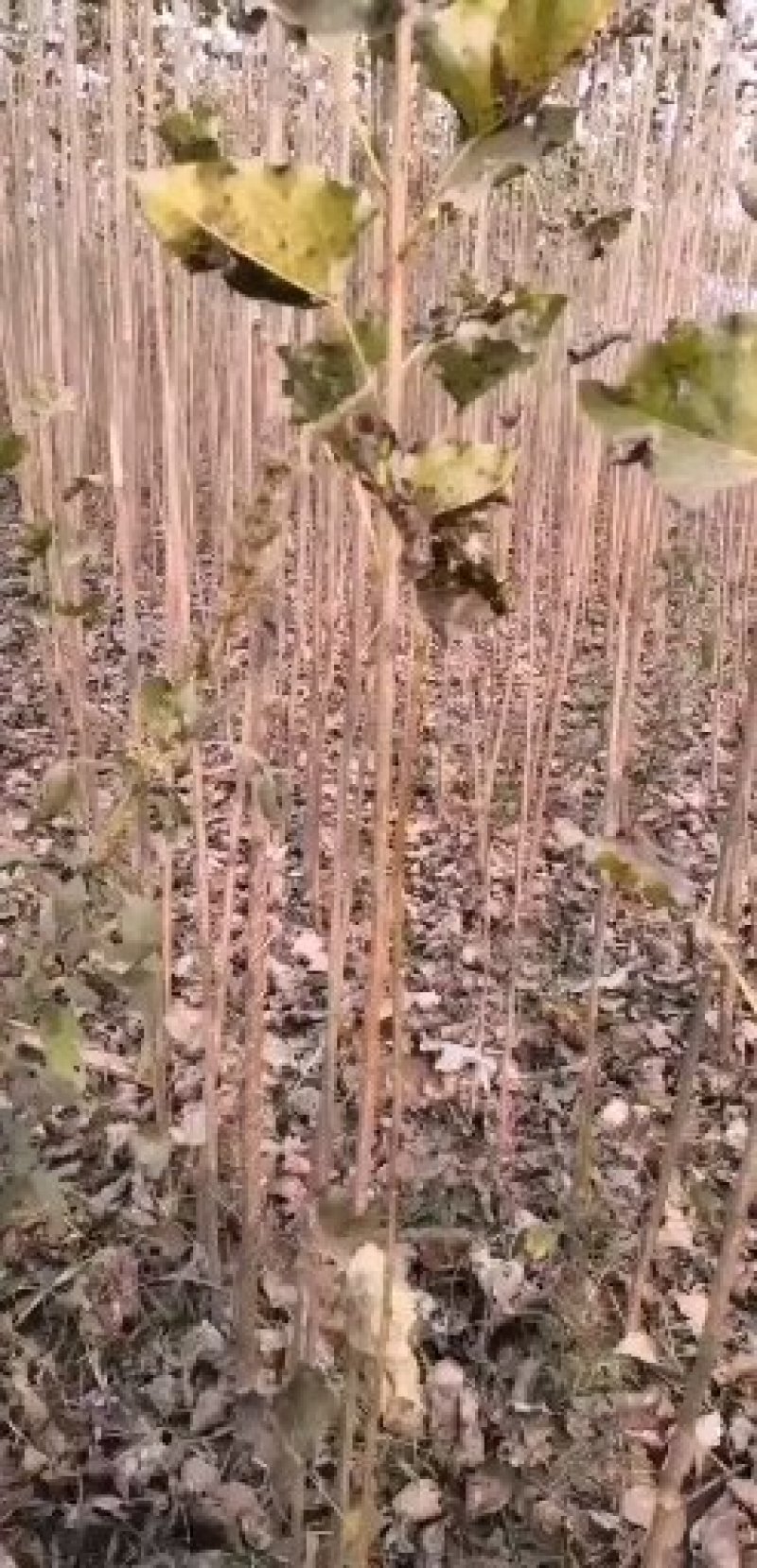 速生杨107，保证现挖苗，各种规格，可根据客户要求选择