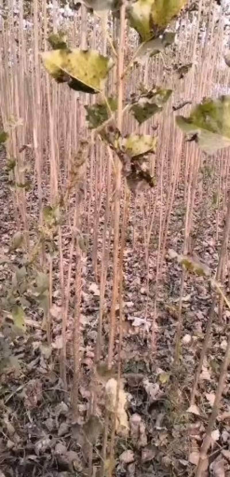 速生杨107，保证现挖苗，各种规格，可根据客户要求选择