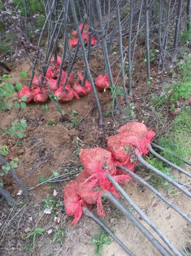 有好货=紫叶李3-6公分自家苗圃直销成活率高质量保证