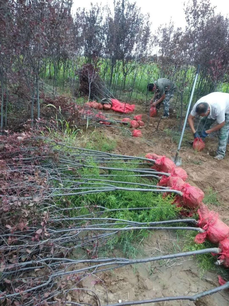 有好货=紫叶李3-6公分自家苗圃直销成活率高质量保证