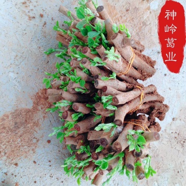 藤县葛根苗正宗无渣粉葛粉糯无渣炖汤佳品葛根种苗春种冬收