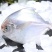 海捕鲳鱼新鲜速冻白鲳鱼银鲳鱼鳊平鱼