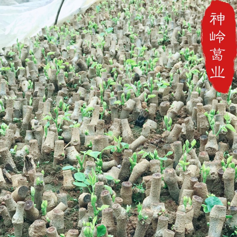 葛根苗藤县粉葛苗发芽苗成活率高南北方种植包邮