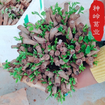 葛根苗藤县粉葛苗发芽苗成活率高南北方种植包邮