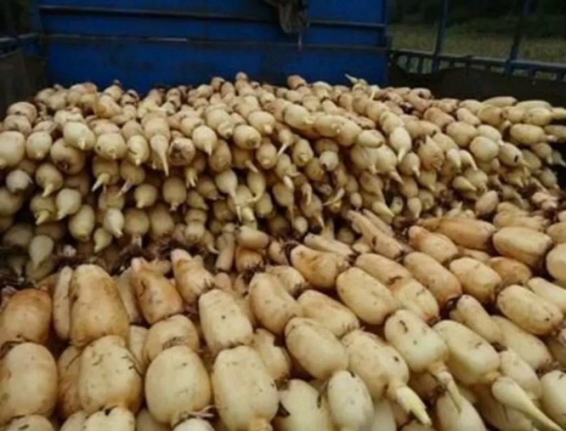藕苗巨无霸藕种苗粉藕种苗高产食用莲藕种苗浅水深水种植