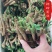 葛根苗藤县粉葛苗发芽苗成活率高南北方种植包邮
