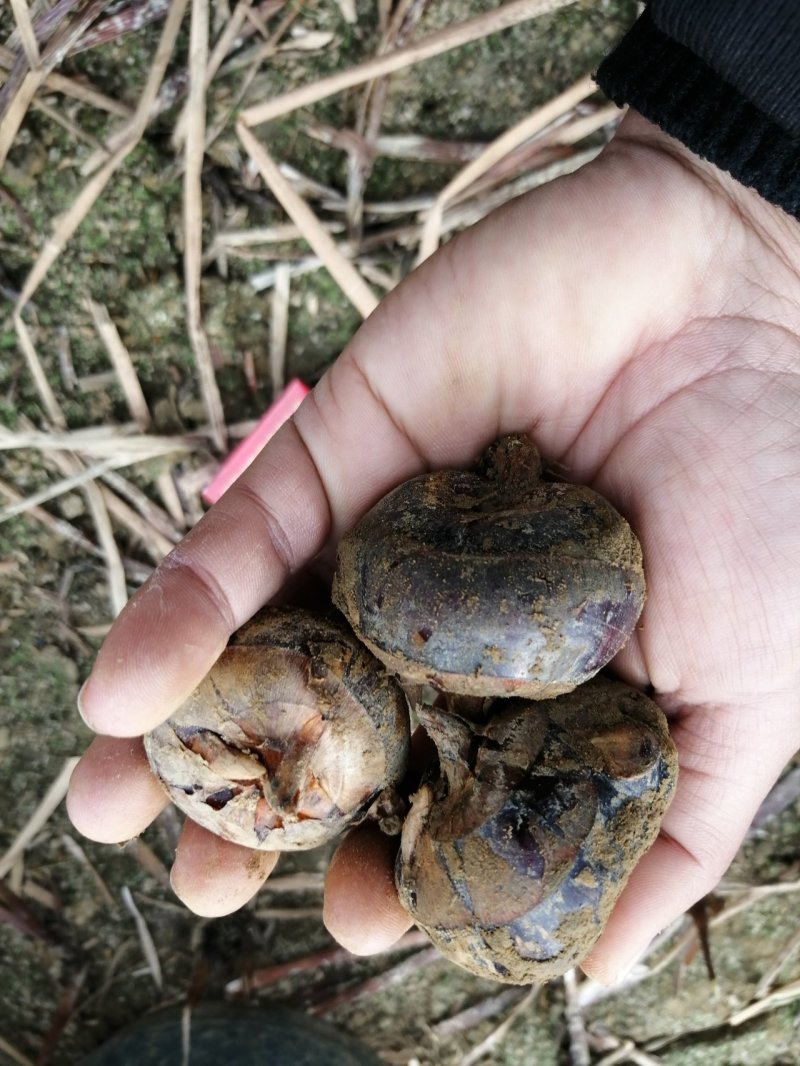 广西贺州马蹄颜色好果头多口感好无渣产地直收一手货源