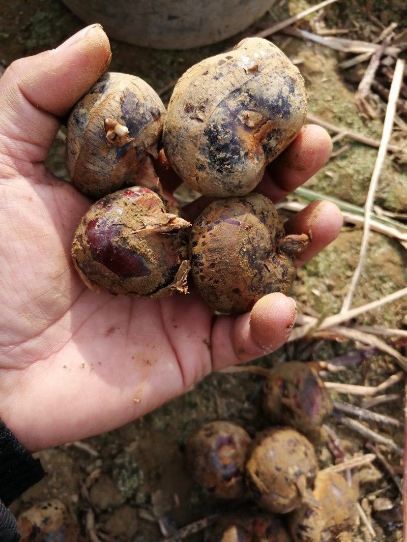 广西贺州马蹄颜色好果头多口感好无渣产地直收一手货源