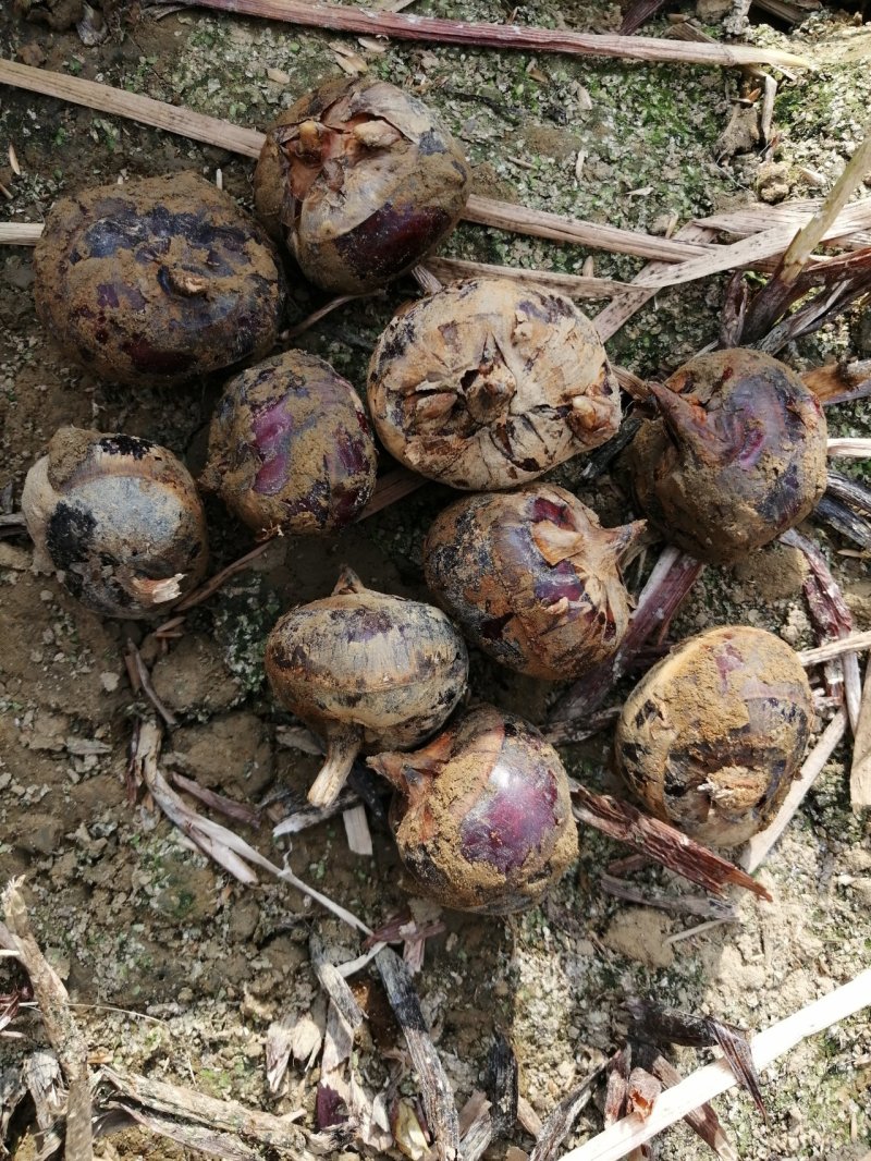 广西贺州马蹄颜色好果头多口感好无渣产地直收一手货源