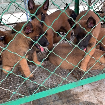 马犬疫苗已做完公母都有