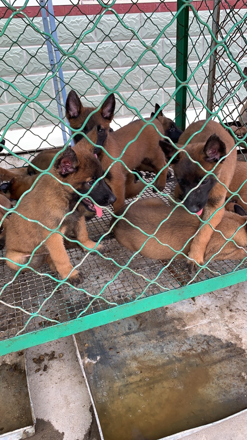 马犬疫苗已做完公母都有