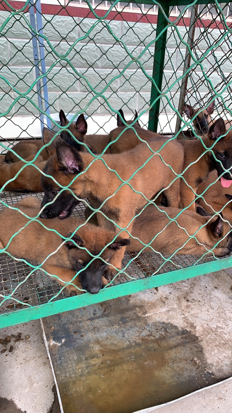 马犬疫苗已做完公母都有