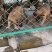 马犬疫苗已做完公母都有