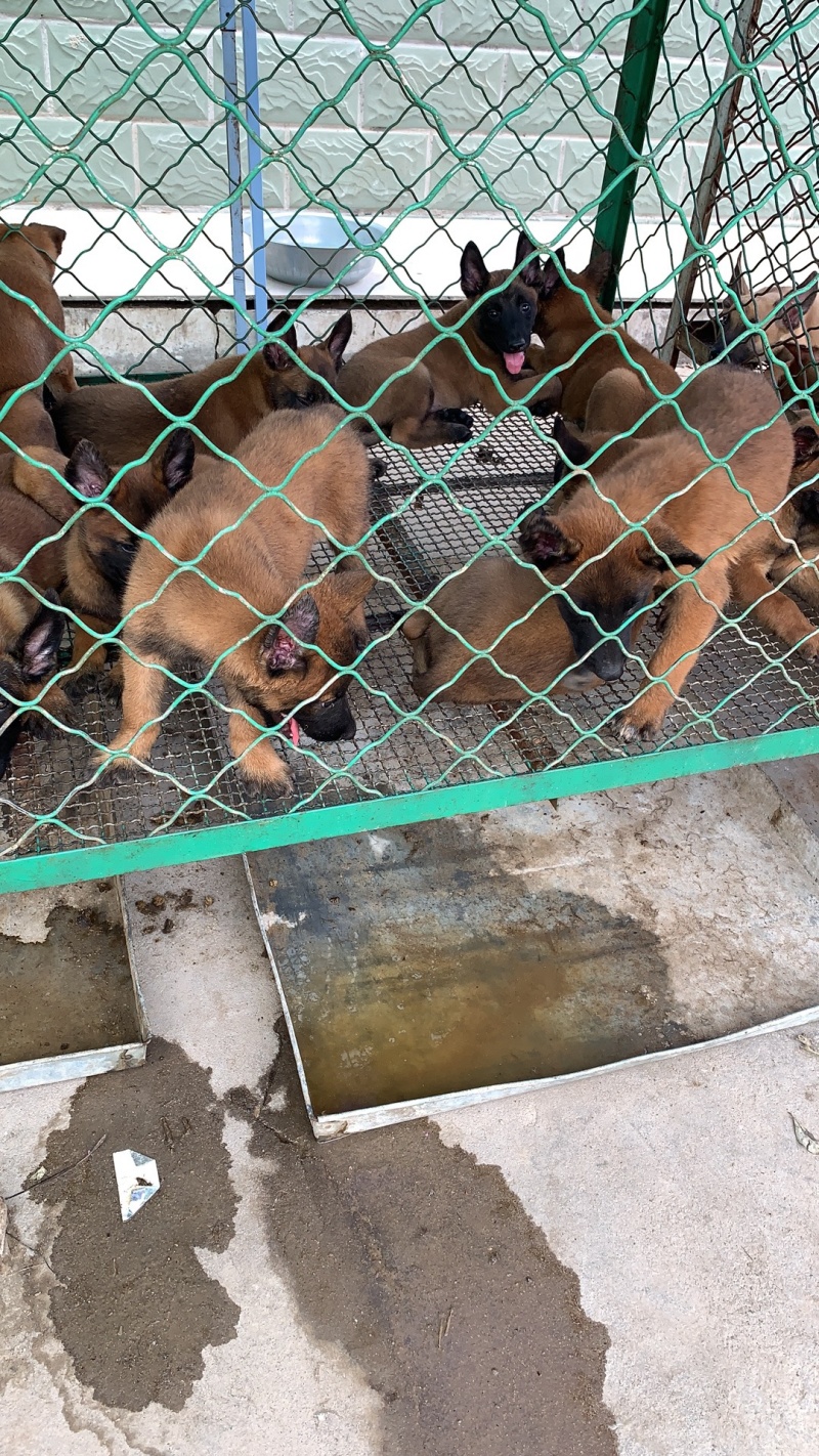 马犬疫苗已做完公母都有