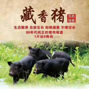 生态养殖藏香猪种