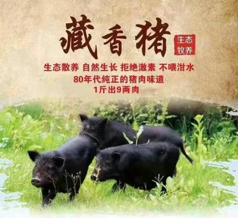 生态养殖藏香猪种