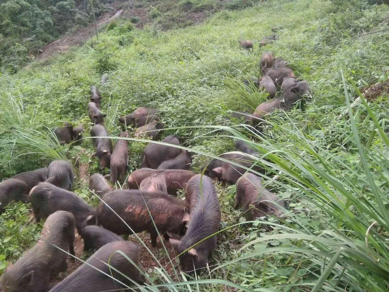 生态养殖藏香猪种