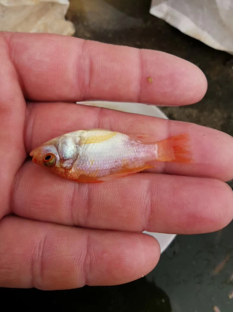 红罗非鱼苗生长能力强