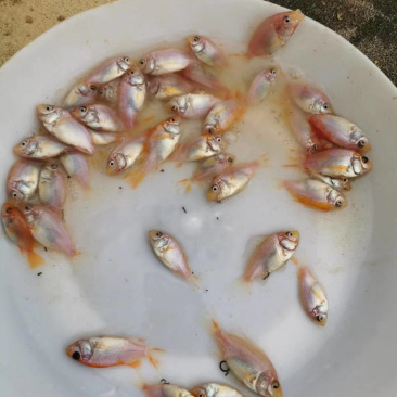 红罗非鱼苗生长能力强