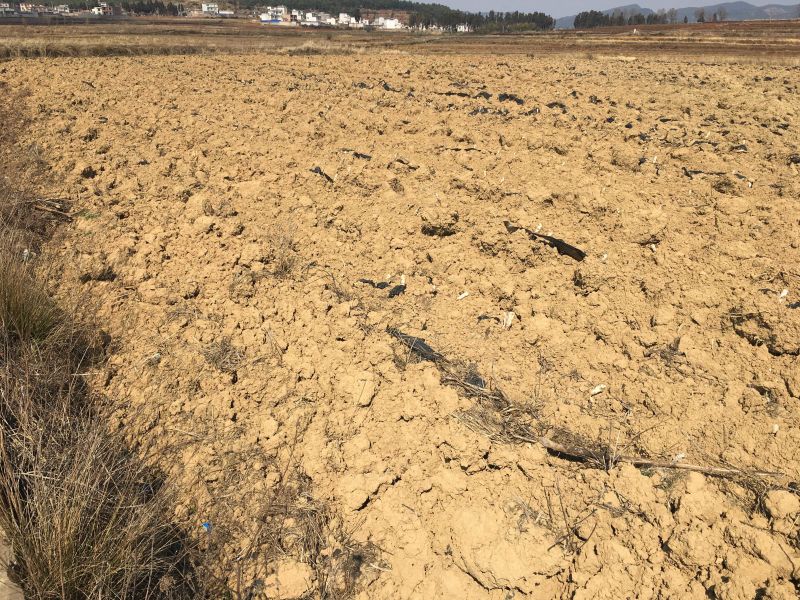250亩水田出租，适合育苗，种蔬菜