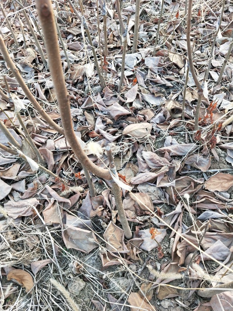 富平尖顶柿子苗
