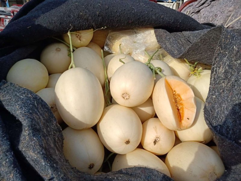红金蜜瓜，东方蜜甜瓜零售电商生鲜超市量大从优