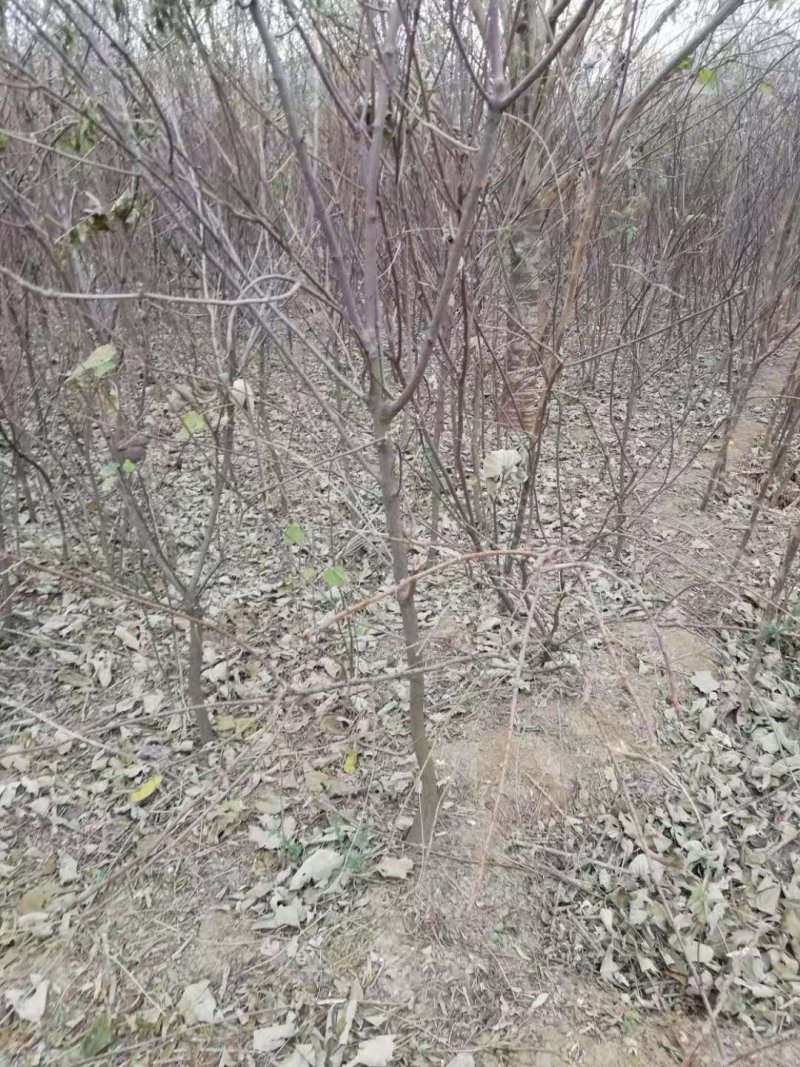 文冠果1公分苗文冠果原生苗量大河北千亩文冠果基地常年供应