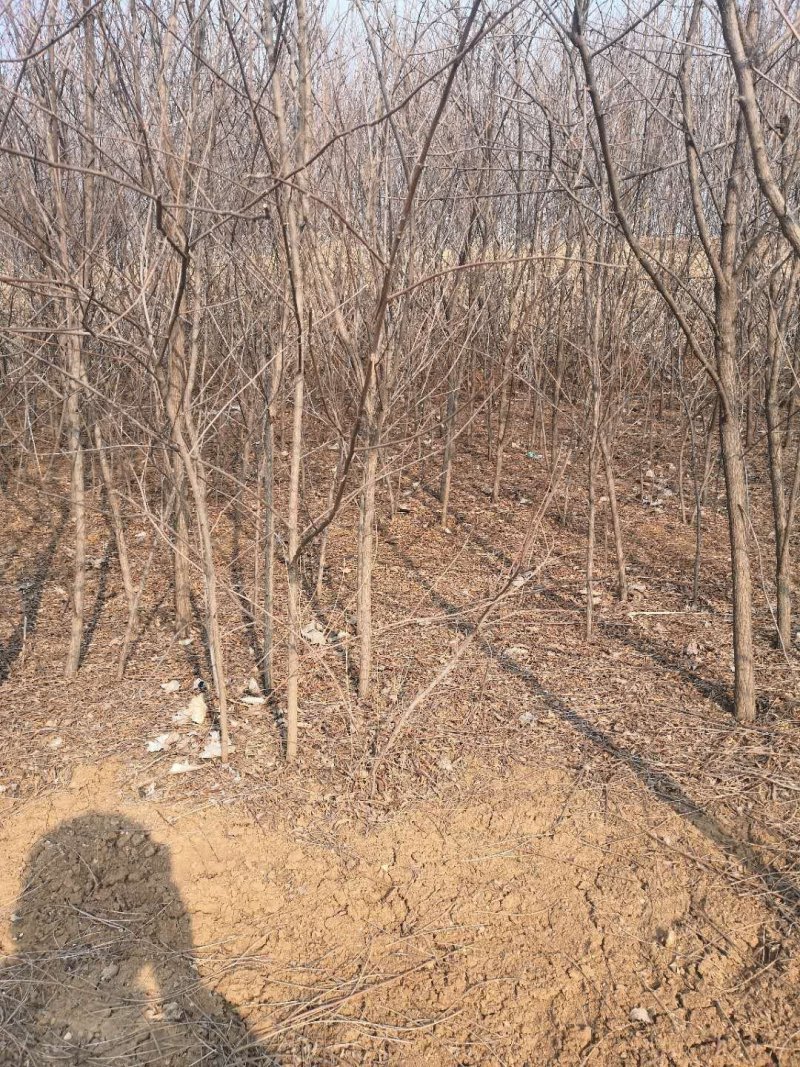 文冠果1公分苗文冠果原生苗量大河北千亩文冠果基地常年供应