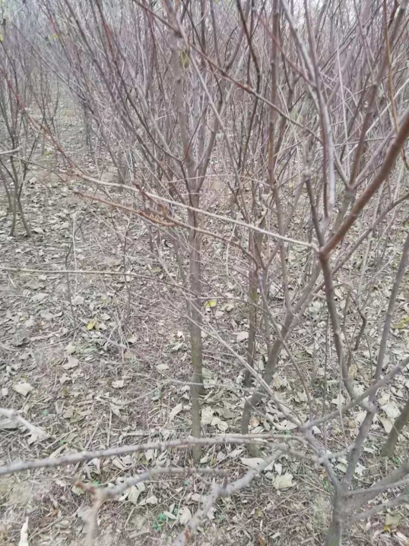 文冠果1公分苗文冠果原生苗量大河北千亩文冠果基地常年供应
