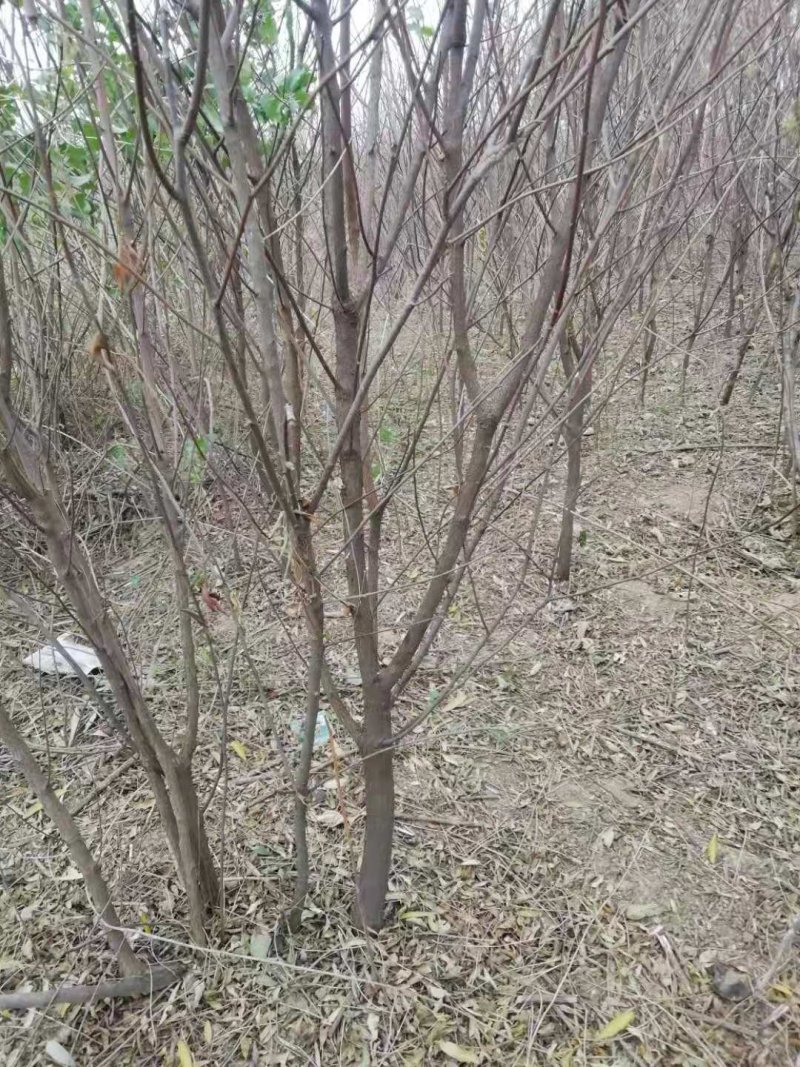文冠果1公分苗文冠果原生苗量大河北千亩文冠果基地常年供应